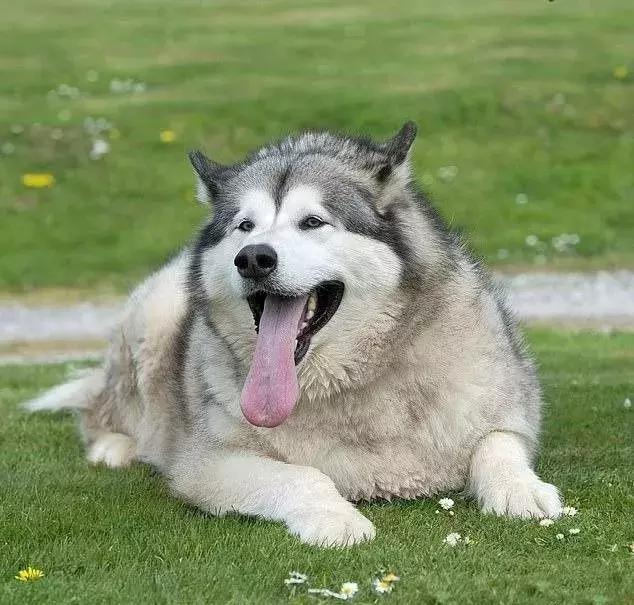 阿拉斯加胖乎乎的狗图片